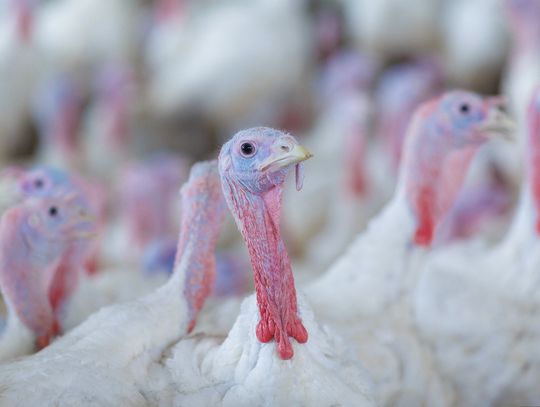 Zjadliwa grypa ptaków w trzech powiatach naszego regionu Zjadliwa grypa ptaków w trzech powiatach naszego regionu