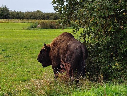 Żubr w gminie Konstantynów. Władze apelują: Nie podchodźcie do zwierzęcia!