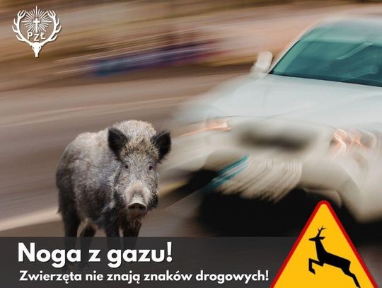 Zwolnij, zanim z lasu wyskoczy sarna