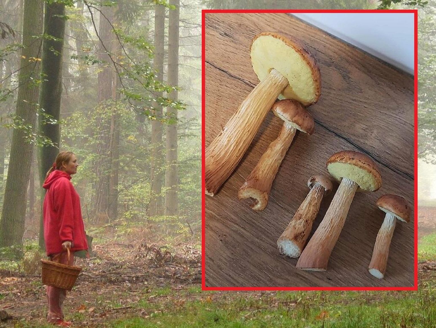 „Amerykaniec” czyli nowy gatunek grzyba w bialskich lasach [ZDJĘCIA]