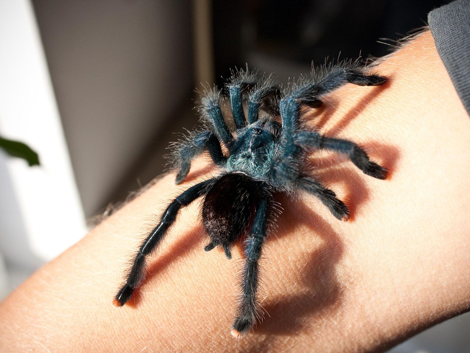 Będzie można zobaczyć jednego z największych pająków na świecie