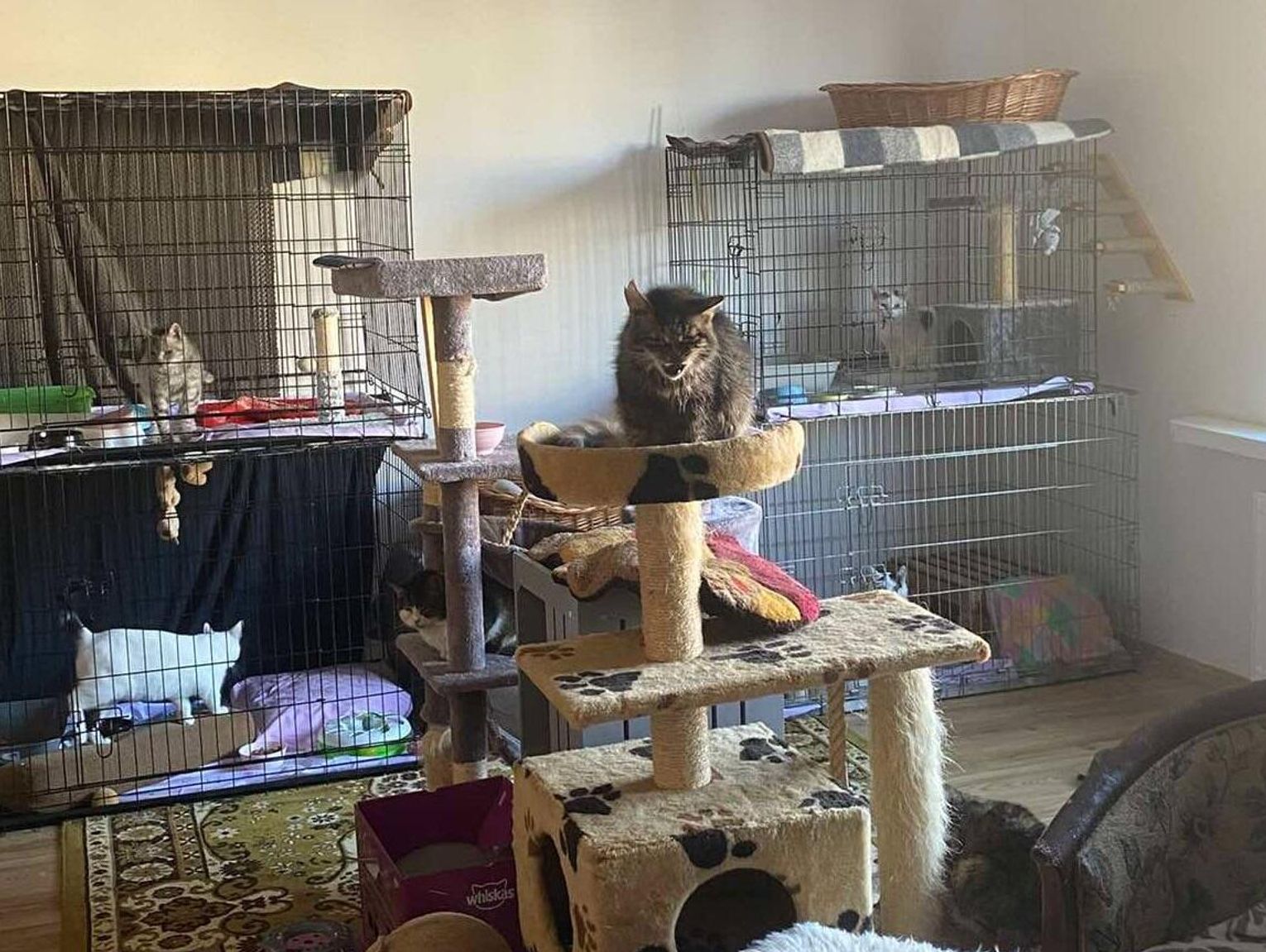 Biała Podlaska: Kto zaopiekuje się kotami na zlecenie miasta?