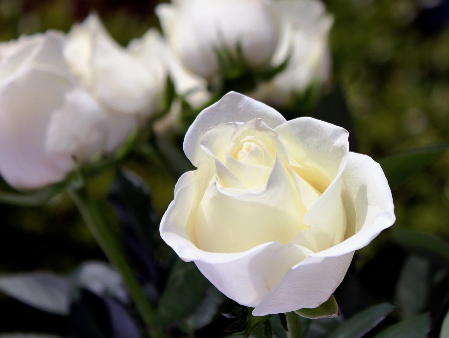 Biała Podlaska. Odeszli do wieczności [17-08-2025]