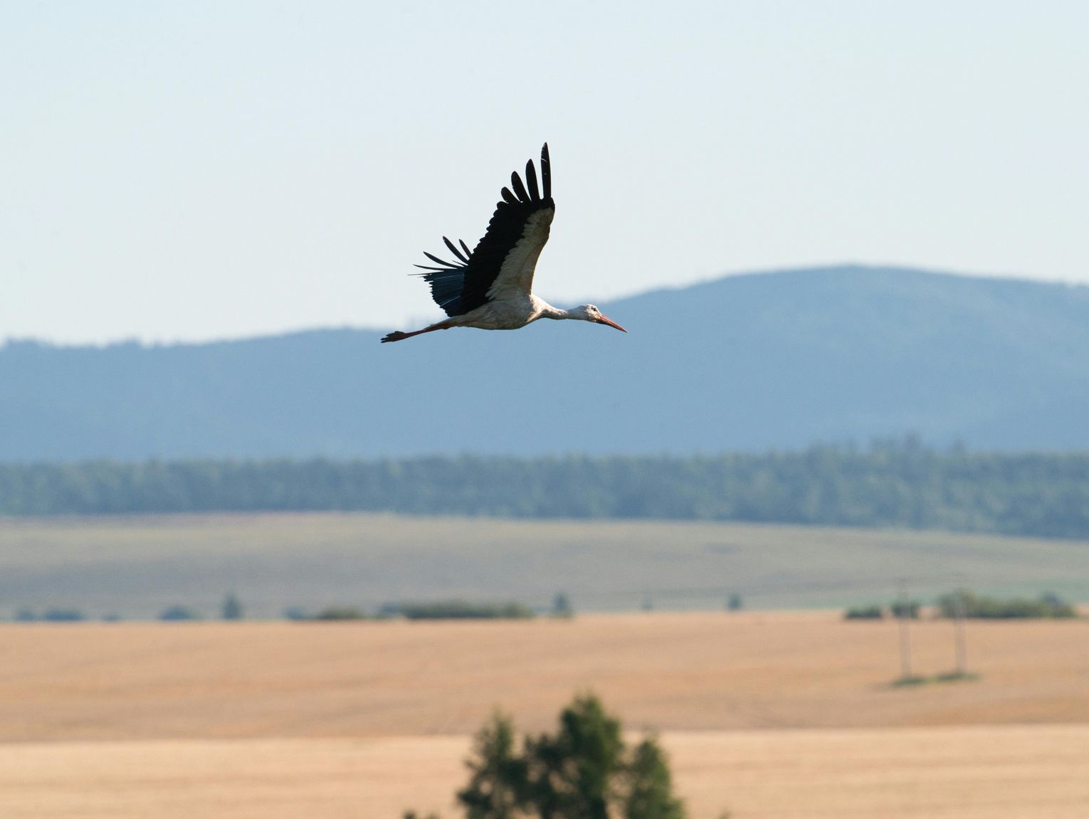 Bocianica Zbysia już w Europie! Pokonała 937 kilometrów w 5 dni