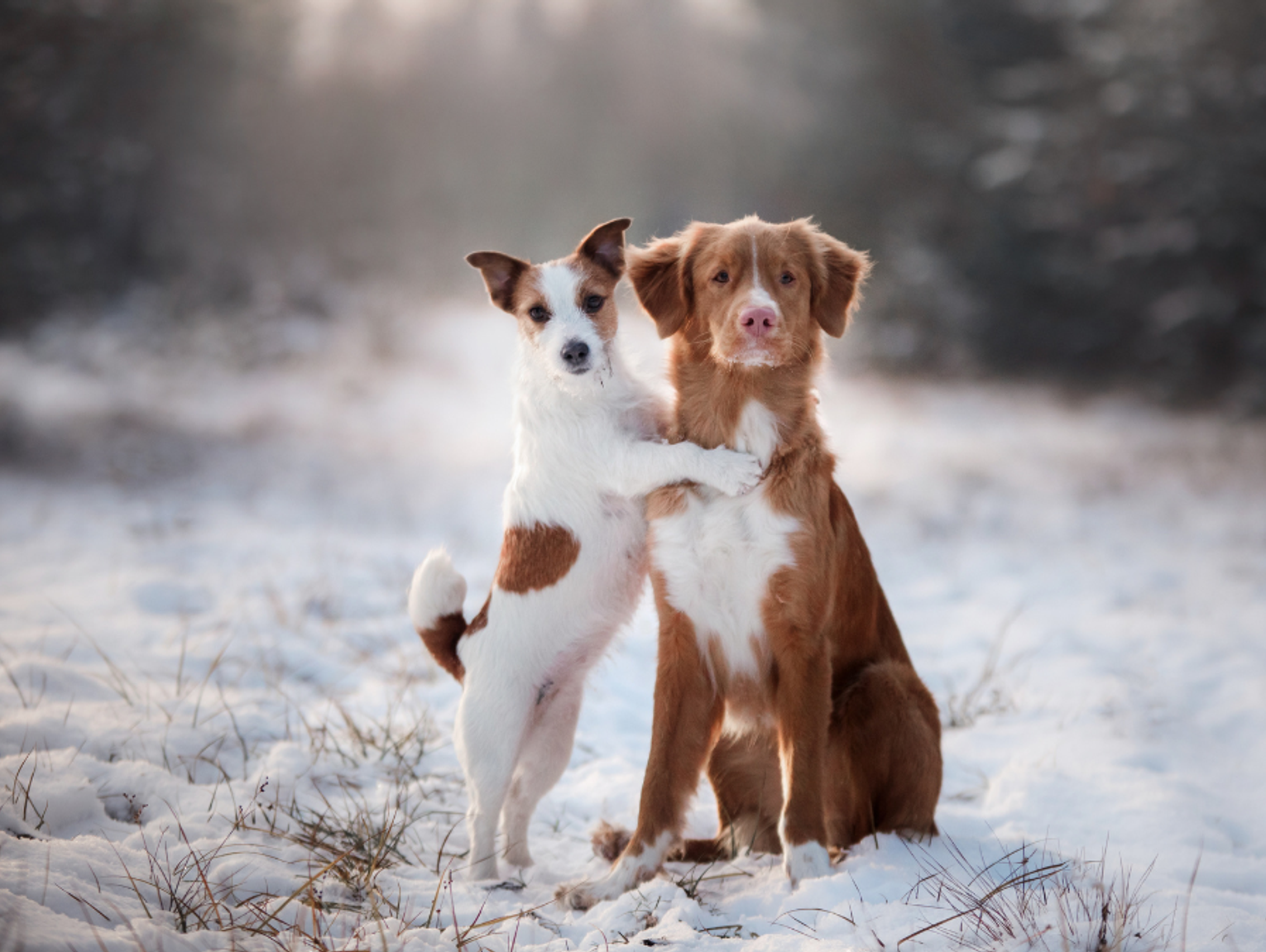 Chcą, żeby opłaty za psy były obowiązkowe