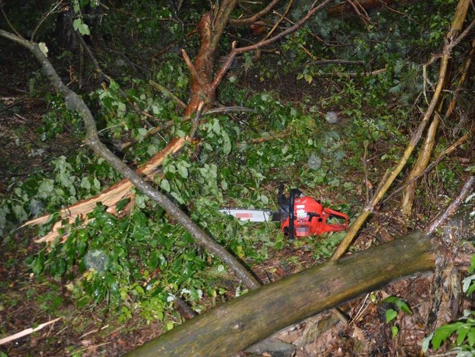 Chciał uprzątnąć szkody po burzy. Zginął pod drzewem