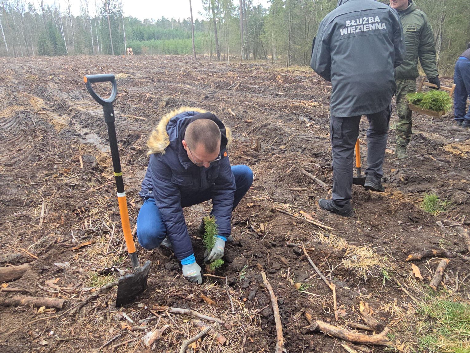 Chotyłów. Posadzili 8 tys. drzewek