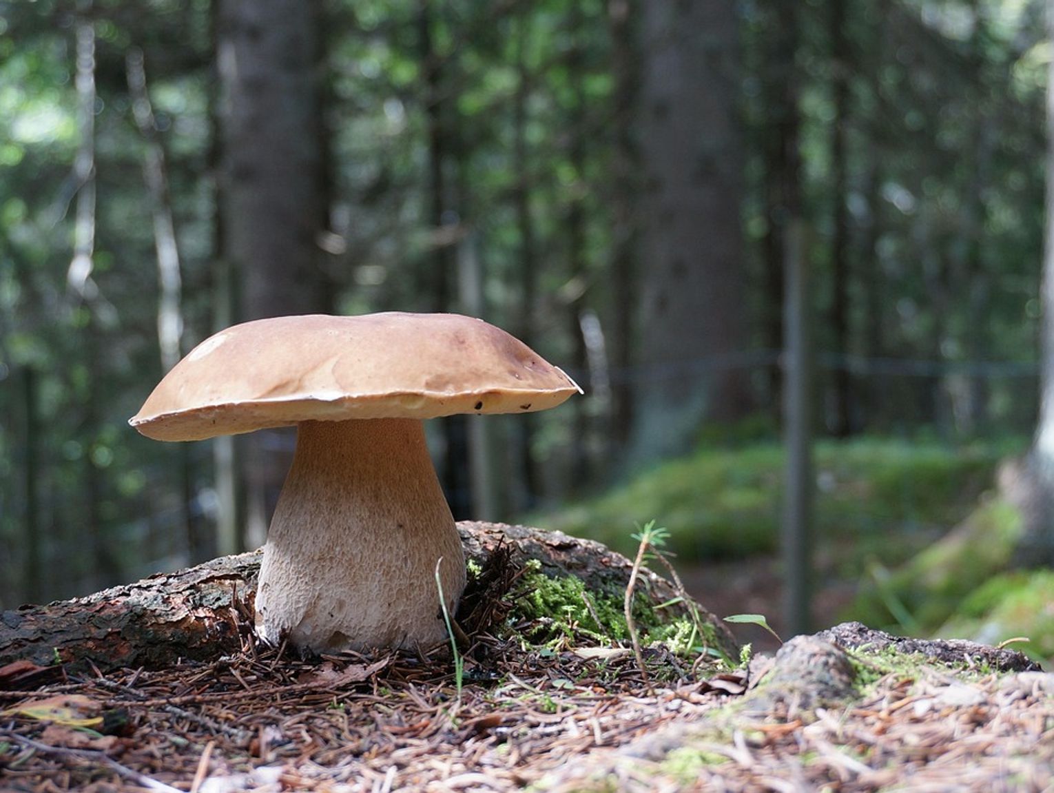 Jak na grzyby to tylko dobrze znane. Ekspertka z Białej Podlaskiej radzi, jak nie pomylić kani z muchomorem