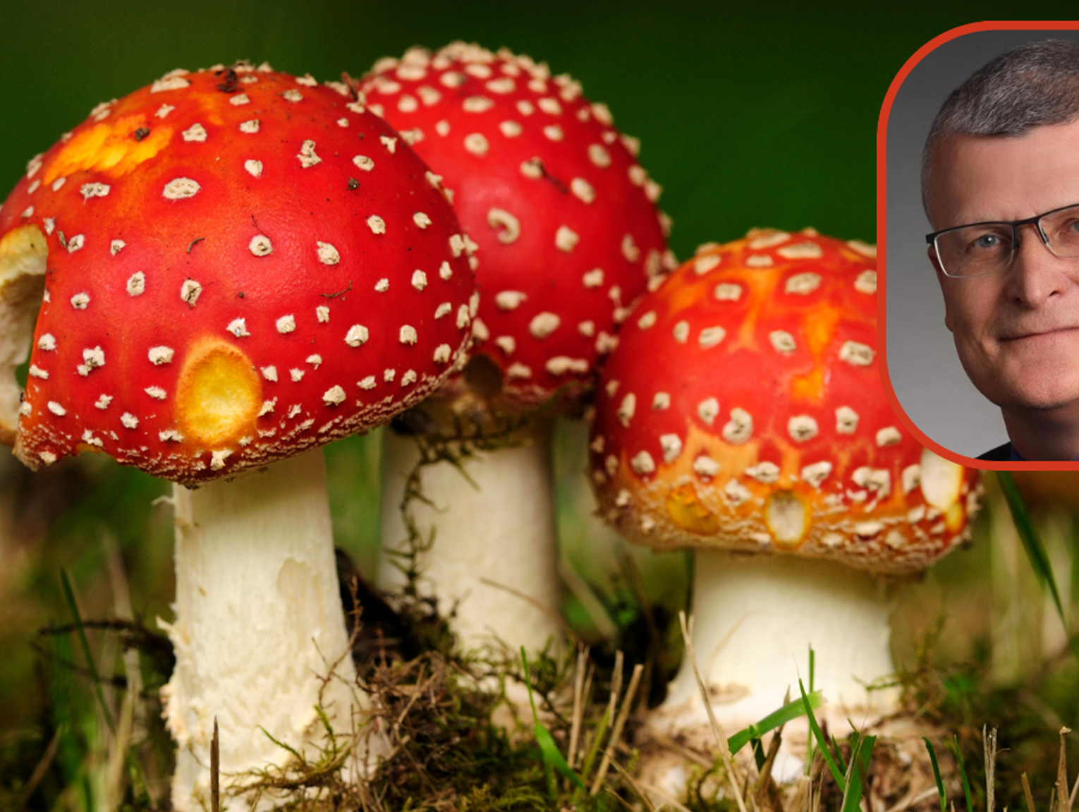 Czerwone muchomory wciąż kuszą