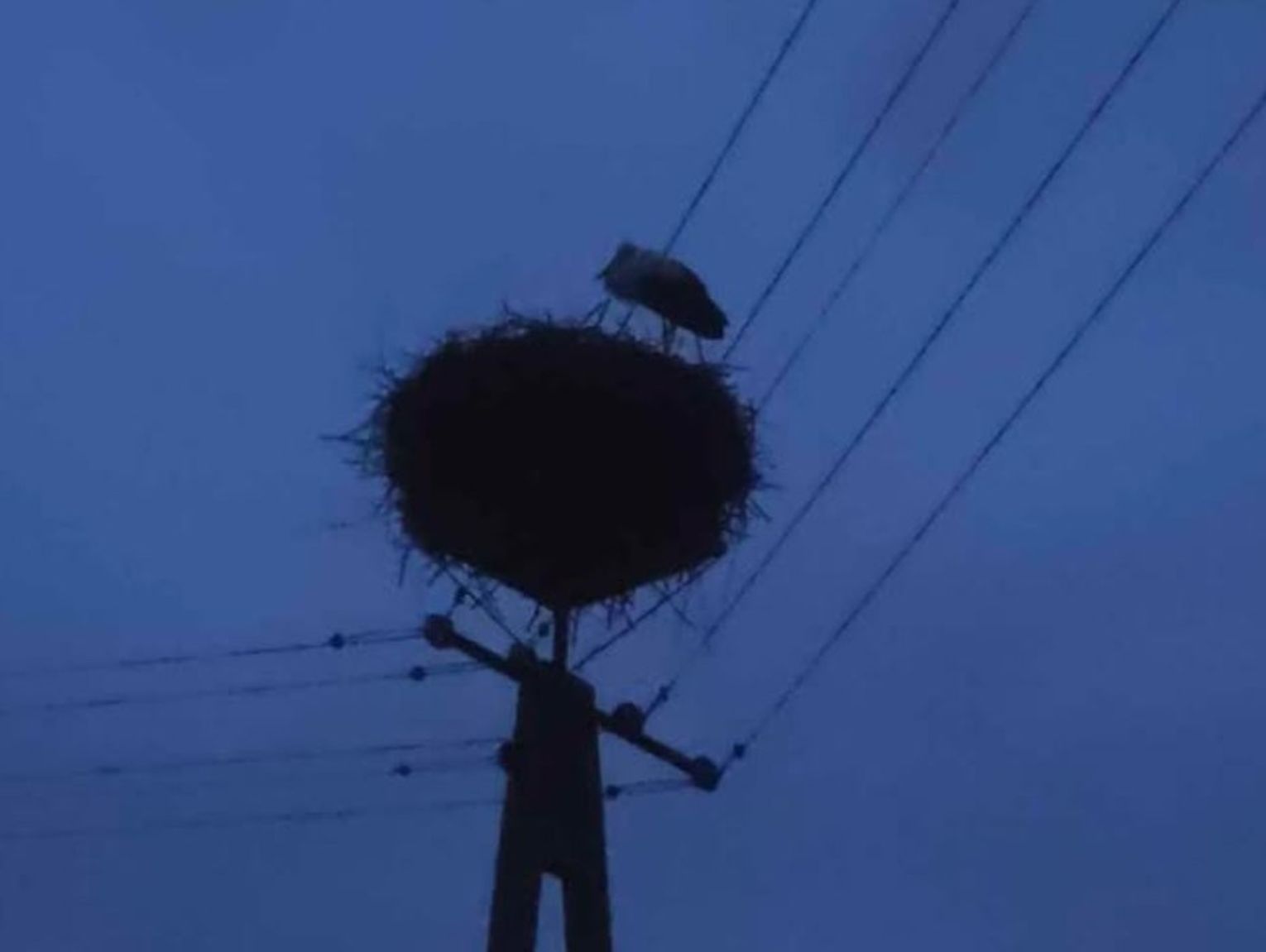 Czy bocian w Komarnie przetrwa zimę? Nie odleciał do ciepłych krajów