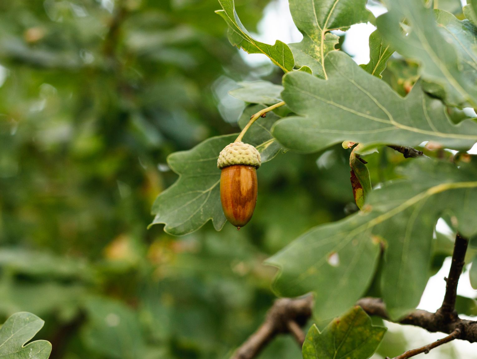 Drzewko za makulaturę. W Łosicach papier wymienisz na sadzonkę dębu