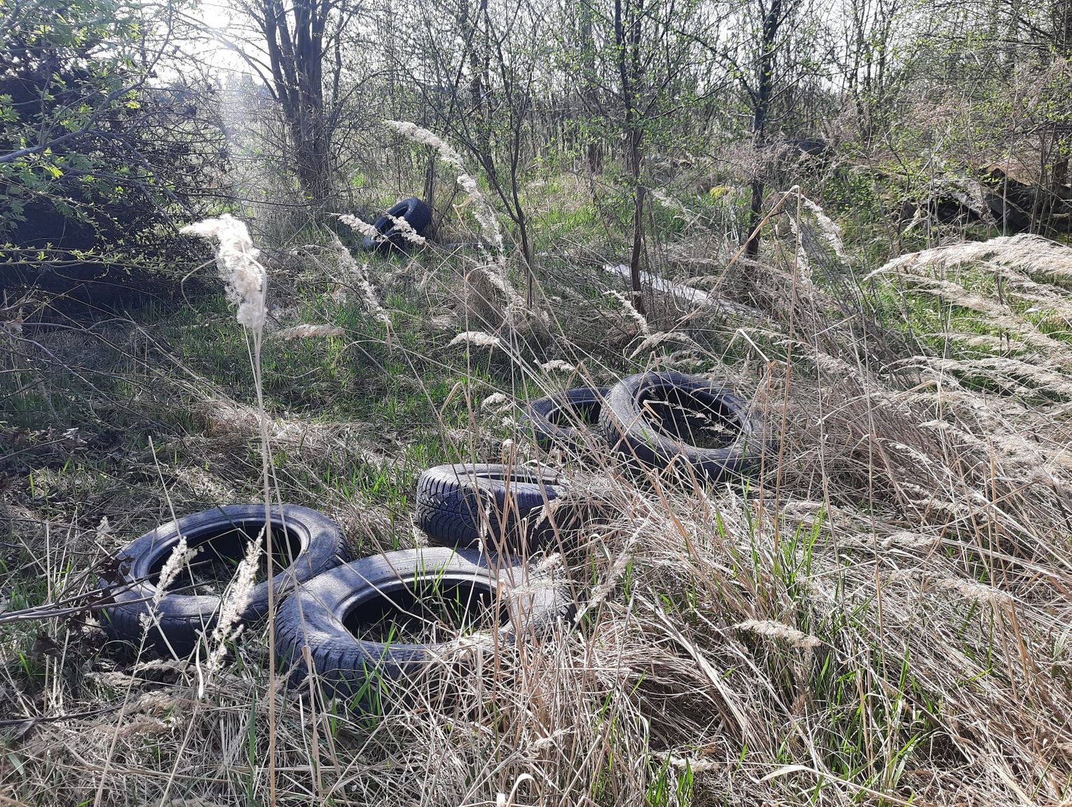 Dzikie wysypiska śmieci na Kolonii Francuskiej: Inspektorat reaguje, śmieciarze nie odpuszczają [ZDJĘCIA]