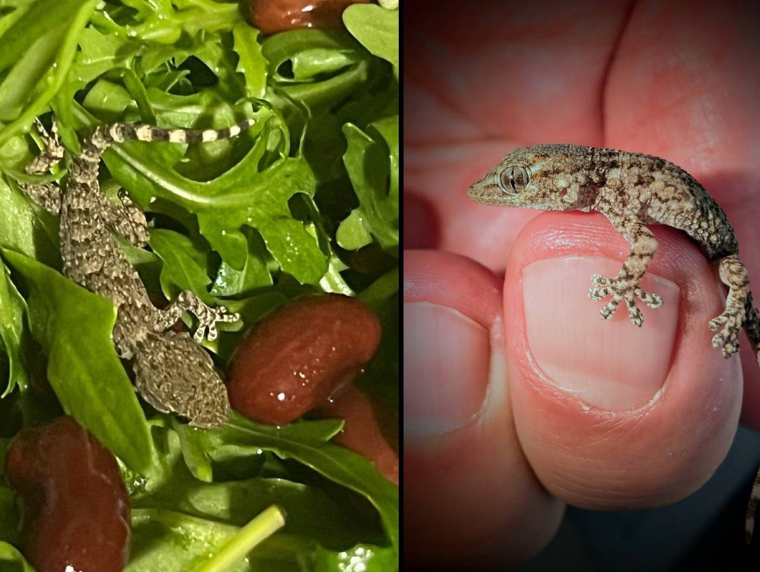 Lubelskie. Gekon zamieszkał w rukoli. Omal nie trafił do sałatki pani Karoliny z gminy Siedliszcze