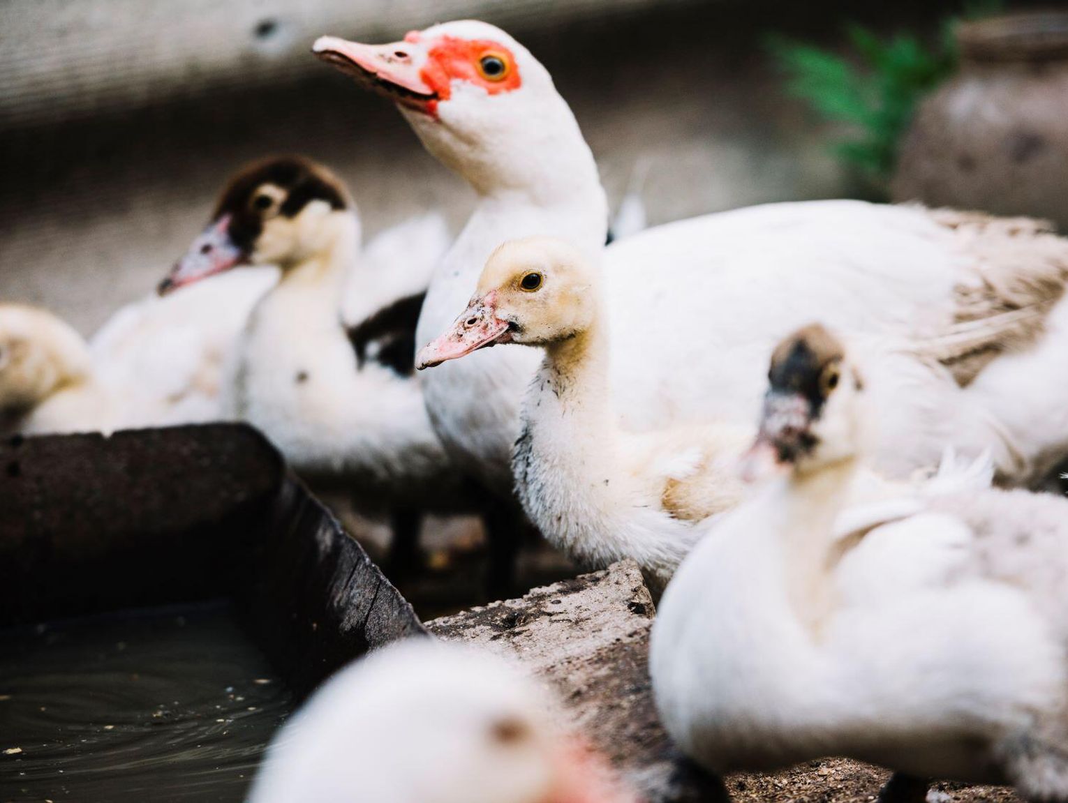 Powiat łosicki. Gmina Huszlew. Wojewoda znosi obostrzenia dla hodowców drobiu