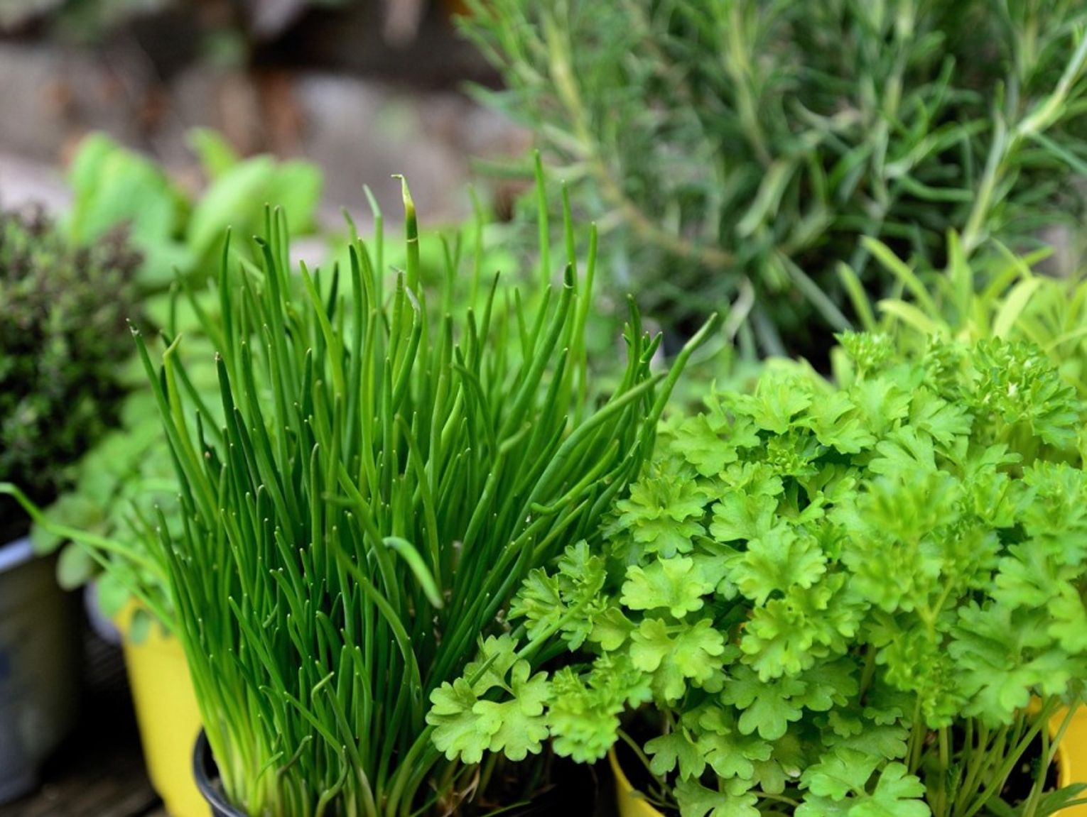 Gmina Janów Podlaski. Już niedługo warsztaty zielarskie