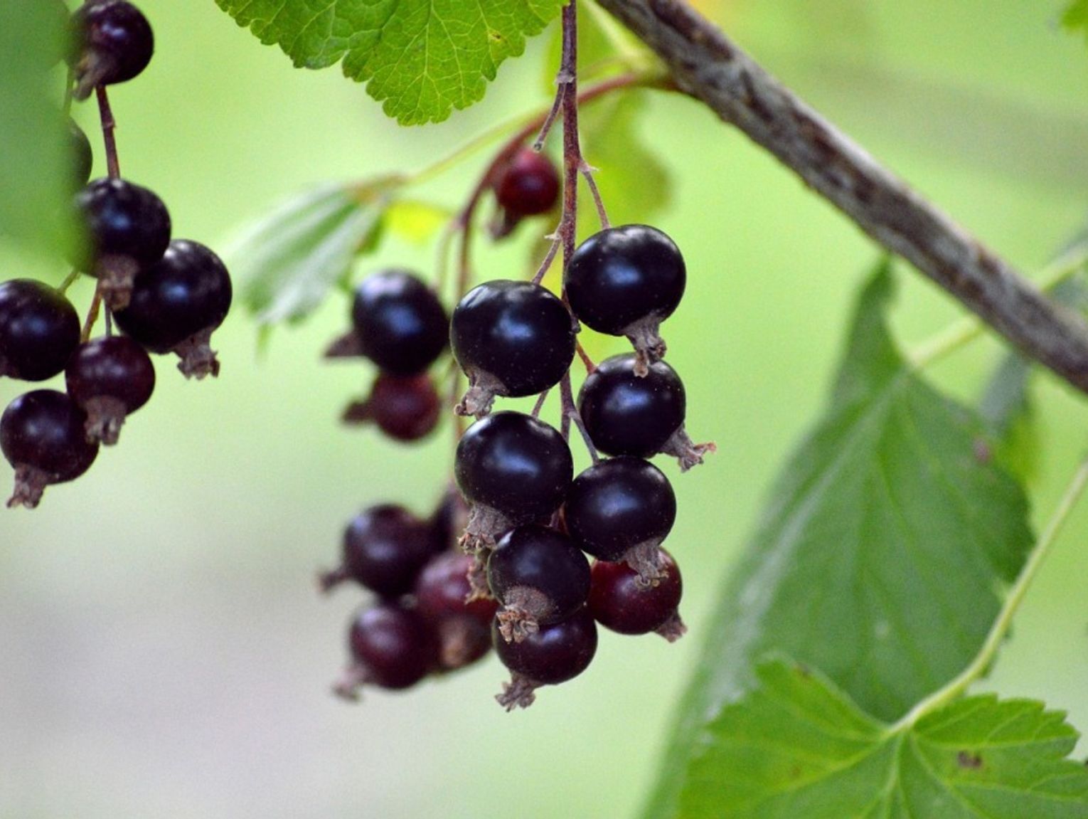 Gmina Janów Podlaski. Rolniku! Poznaj nowe technologie w uprawach