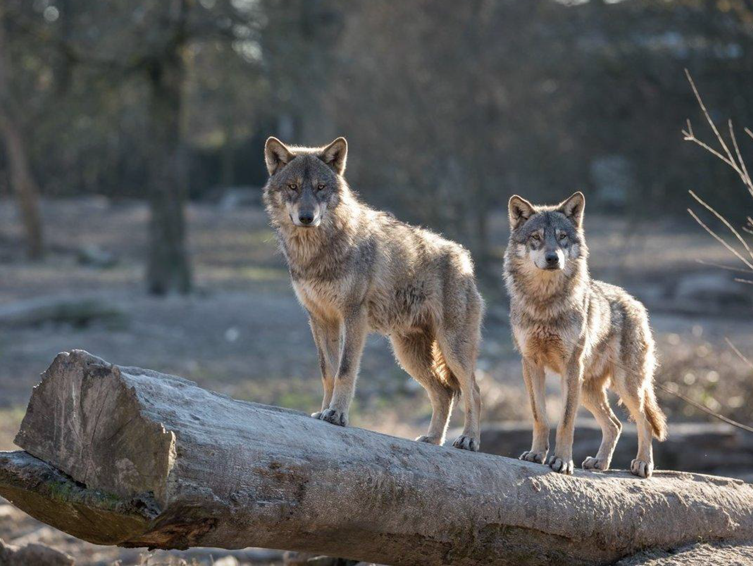 Gmina Łomazy. W Studziance wilki zagryzły psa