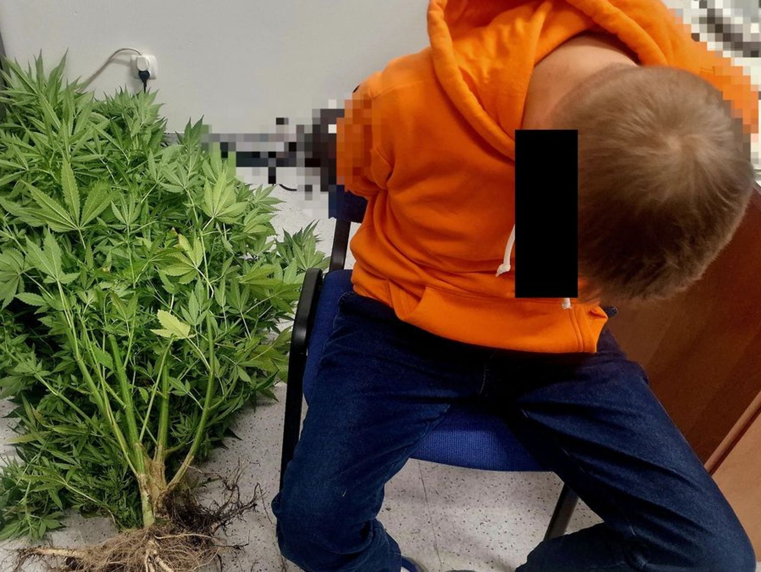 Gmina Siemień. Marihuana w słoikach i donicach