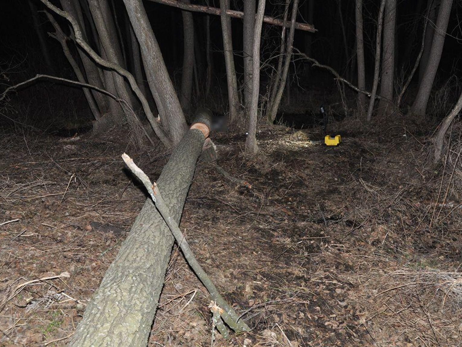 Gmina Terespol. Zginął podczas ścinania drzewa