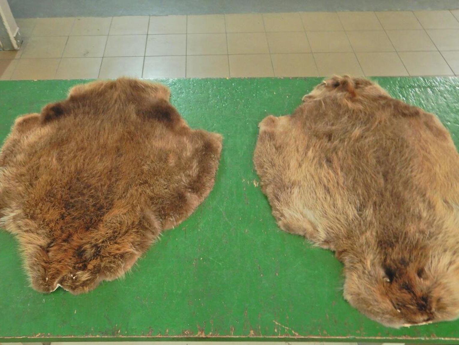 Granica w Terespolu: Skóry bobra w bagażu