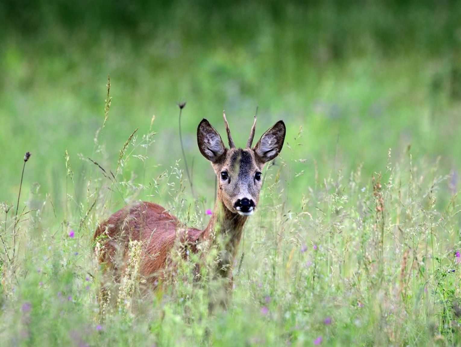 Widzisz leżącą w trawie małą sarenkę? Nie dotykaj
