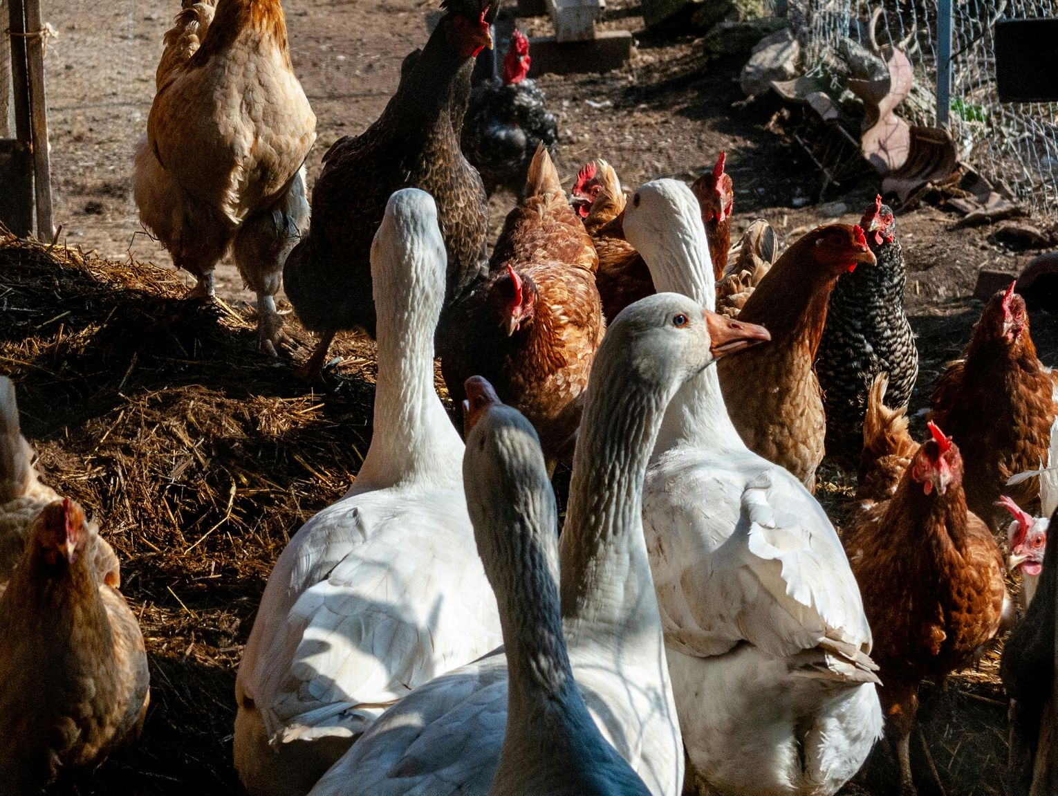 Koniec restrykcji dla hodowców ptactwa w Lubelskiem