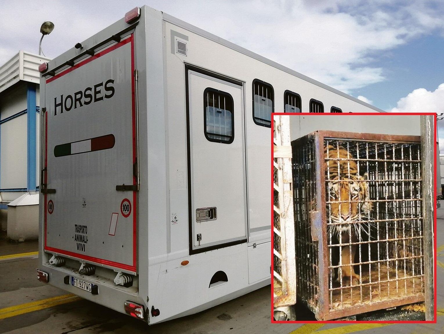 Koniec sprawy „tygrysów z Koroszczyna”. Sąd ostatecznie zdecydował