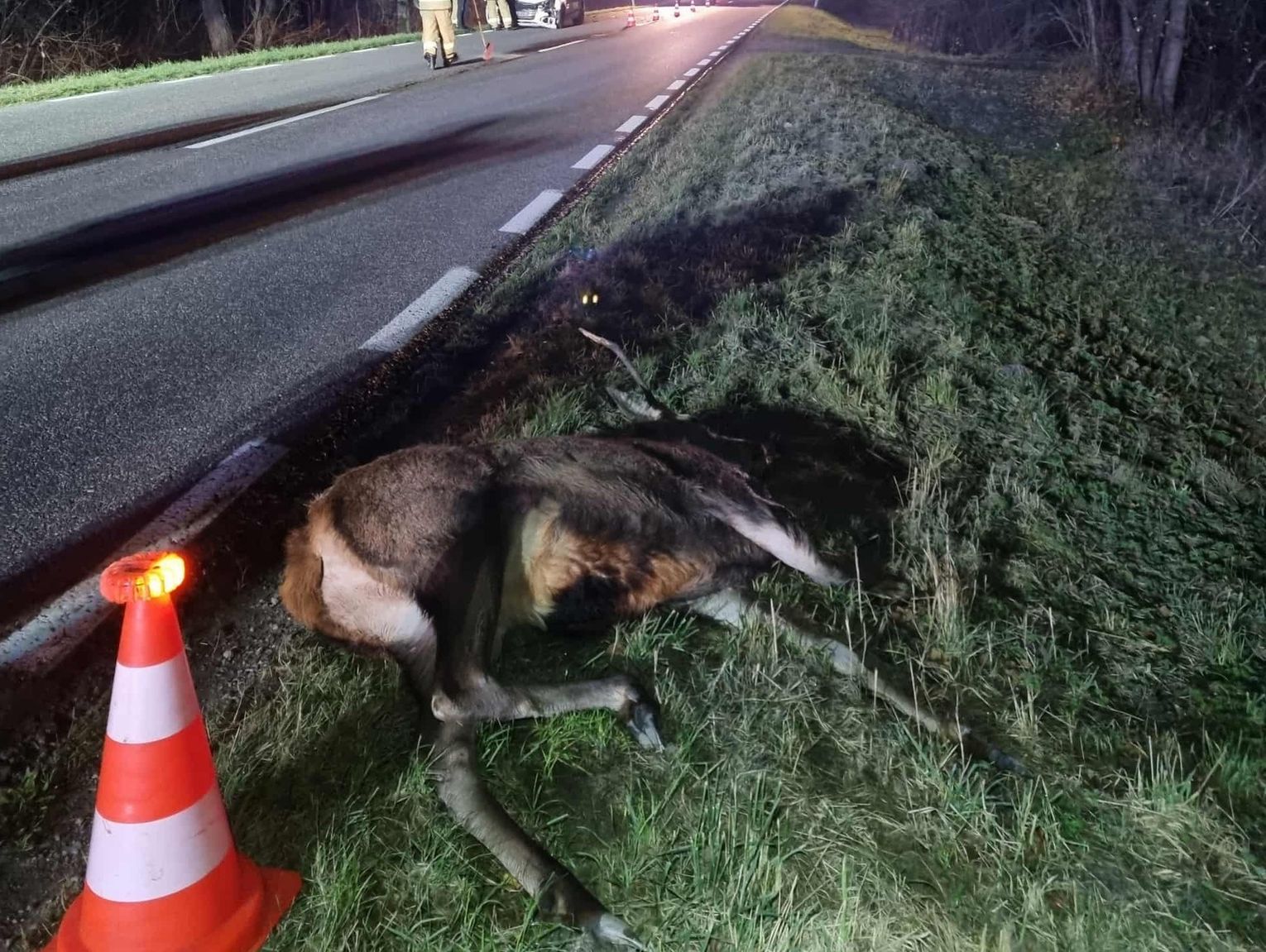 Kożanówka. Zderzenie samochodu z dzikim zwierzęciem