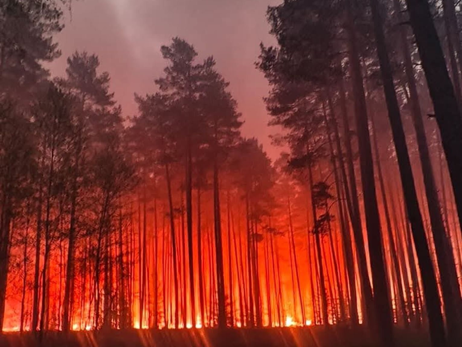 Lubelskie. Ogromny pożar lasu w powiecie biłgorajskim. 200 strażaków walczy z żywiołem [ZDJĘCIA]