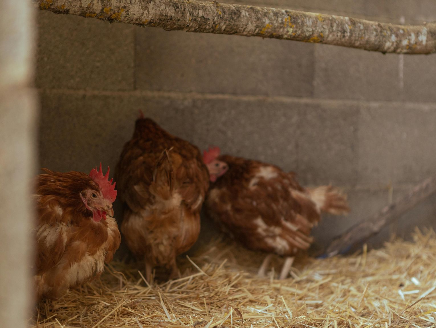 Lubelskie w reżimie sanitarnym. Wykryto ognisko rzekomego pomoru drobiu