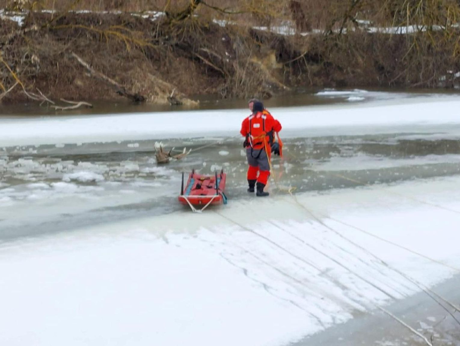 Lubelskie. 14 strażaków, 3 godziny walki o życie jelenia, który wpadł do Bugu [ZDJĘCIA]