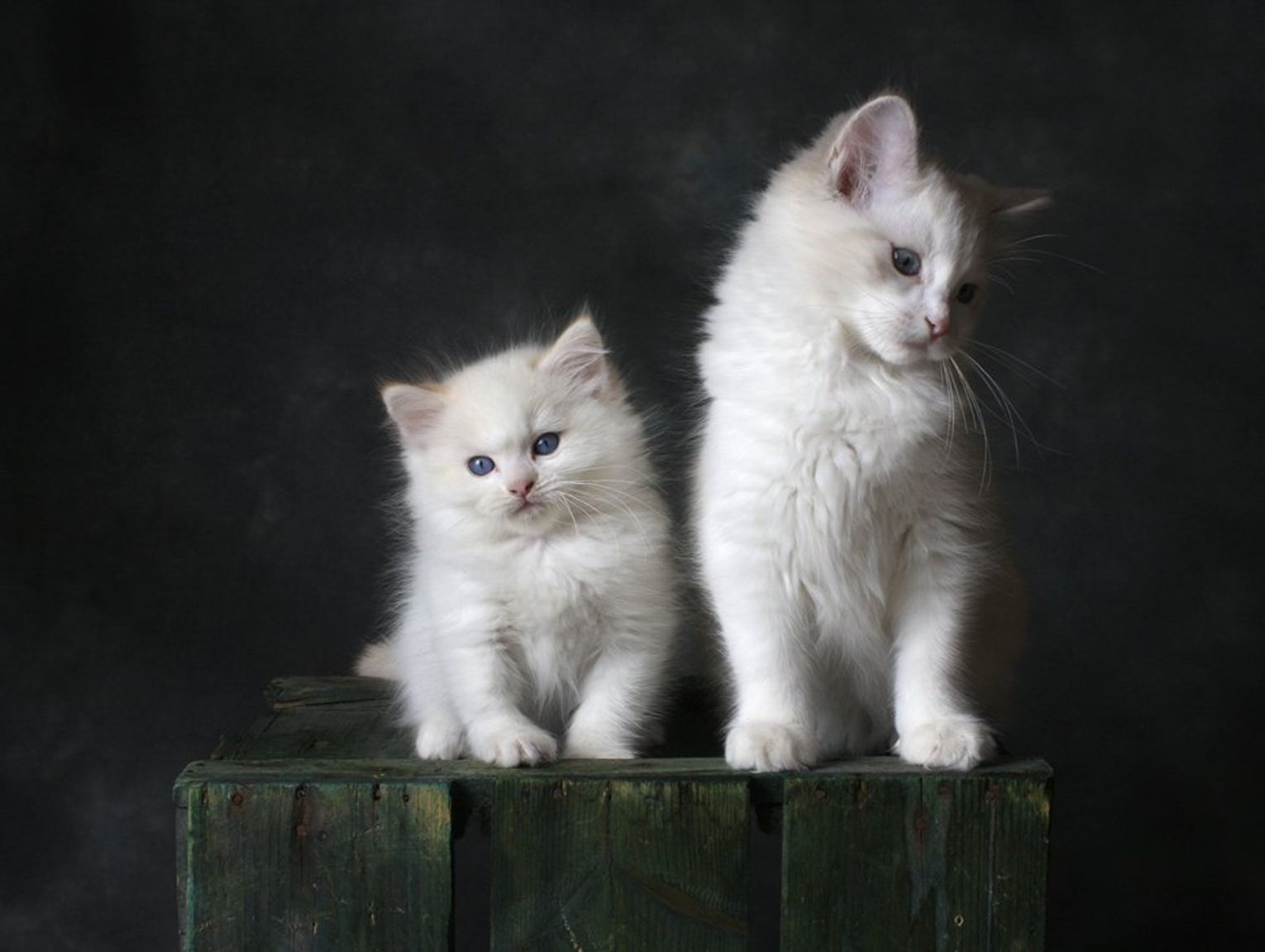 Międzyrzec Podlaski. Przeznaczyli dodatkowe fundusze na sterylizację kotów i psów