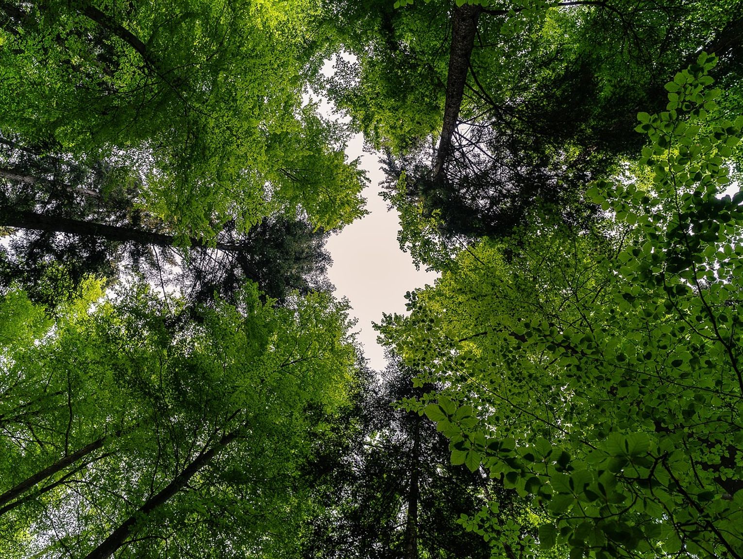 Międzyrzec Podlaski. Dramatyczne chwile w lesie. Pomoc przyszła na czas