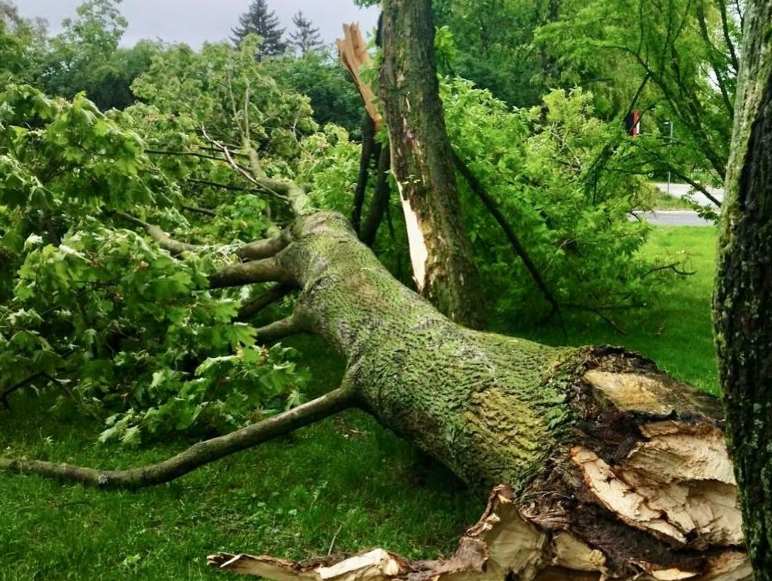 Radzyń Podlaski. Nawałnica powaliła drzewa w parku
