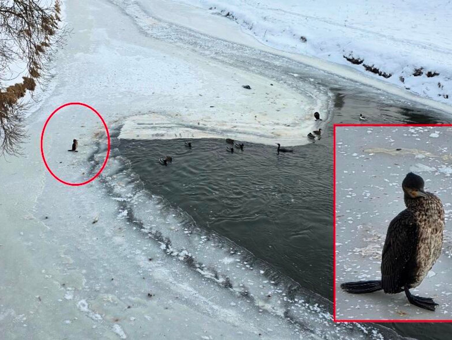 Nie udało się uratować kormoranów