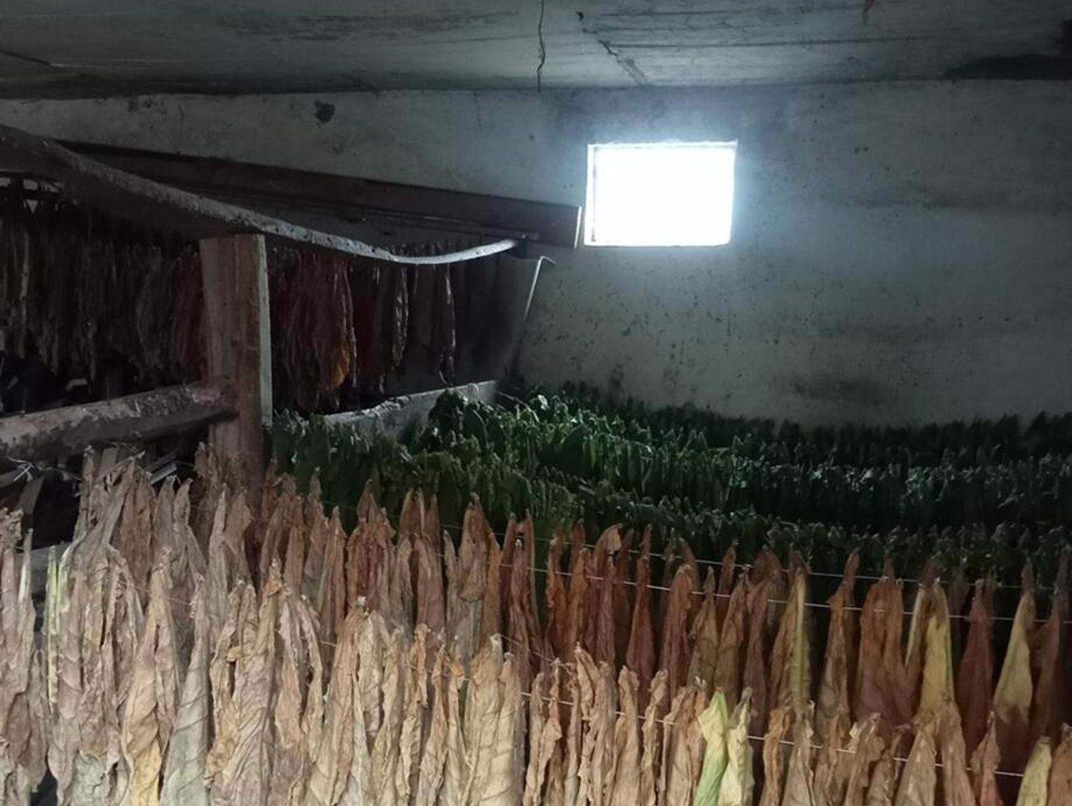 Nielegalna produkcja papierosów w gminie Terespol [ZDJĘCIA]