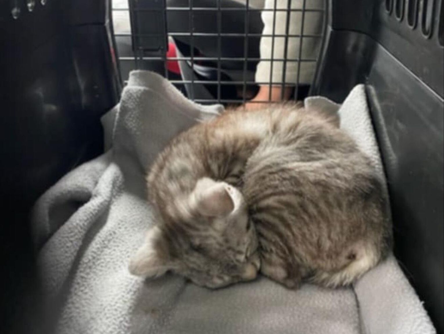 Oddaj elektrośmieci, pomóż zwierzakom