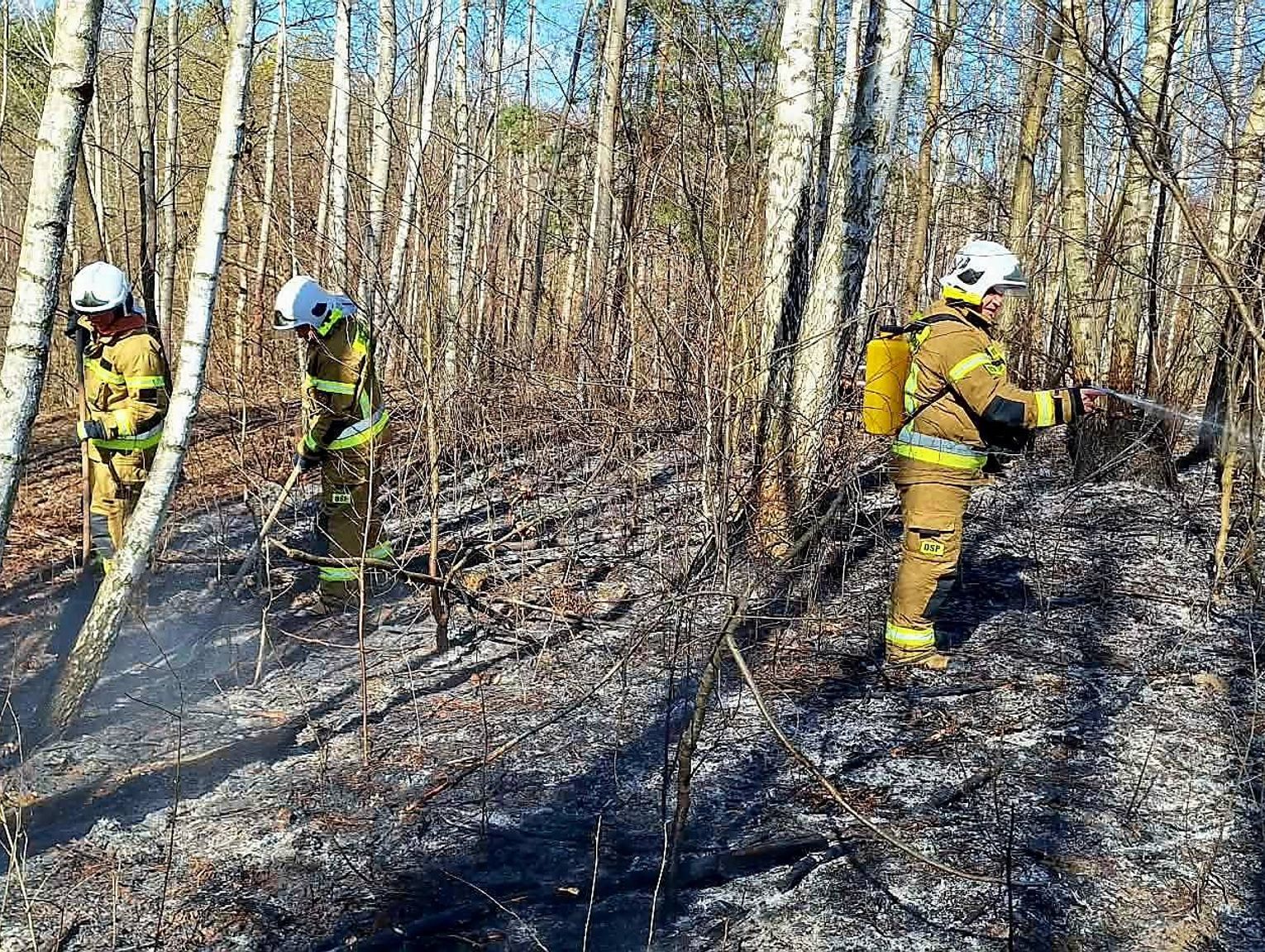 Lubelskie. Ogień pełzał w stronę lasu w Bononii! Pilot i strażacy uratowali gminę Goraj przed katastrofą