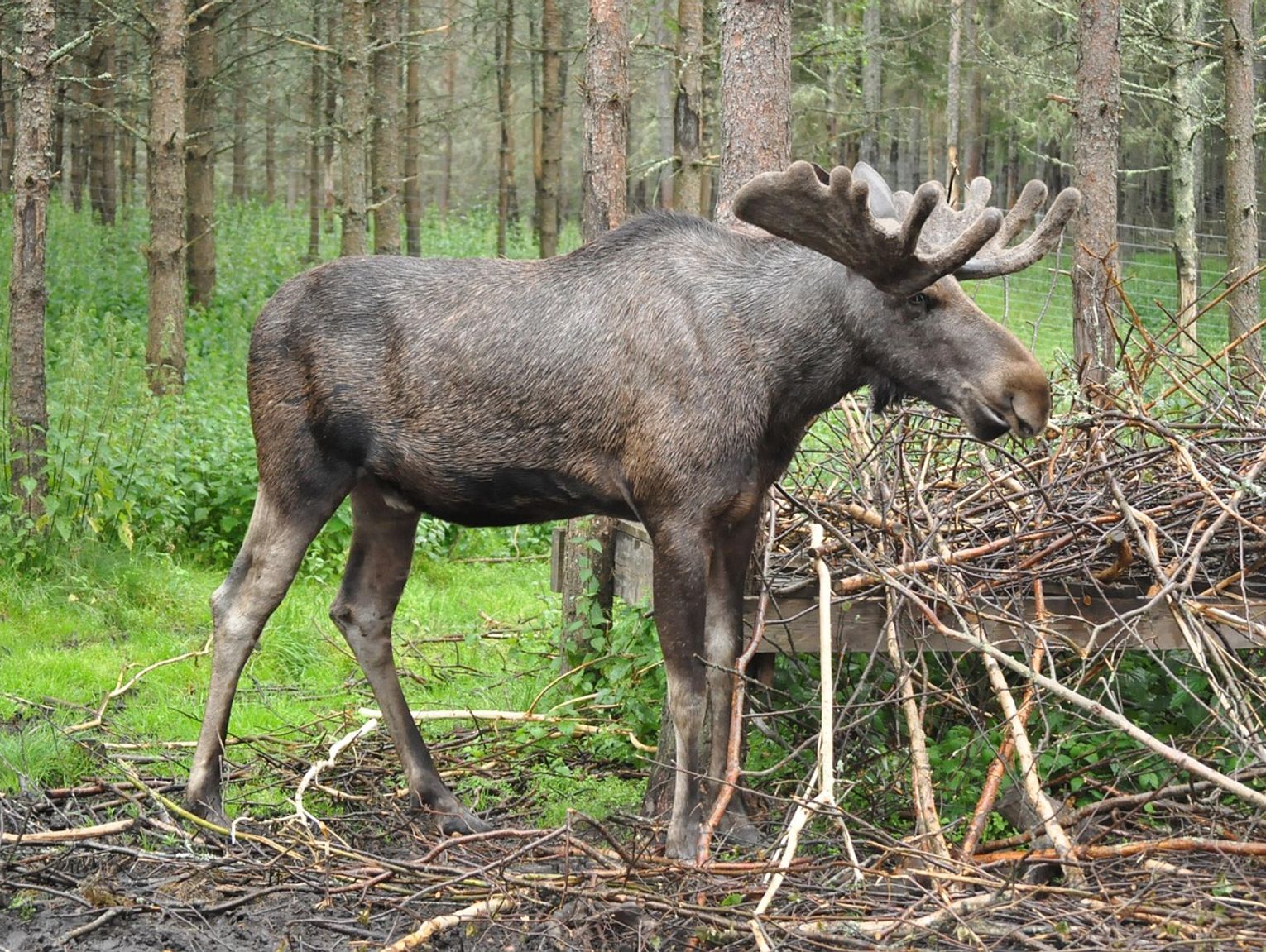 Osobówka zderzyła się z łosiem. Utrudnienia na dk19
