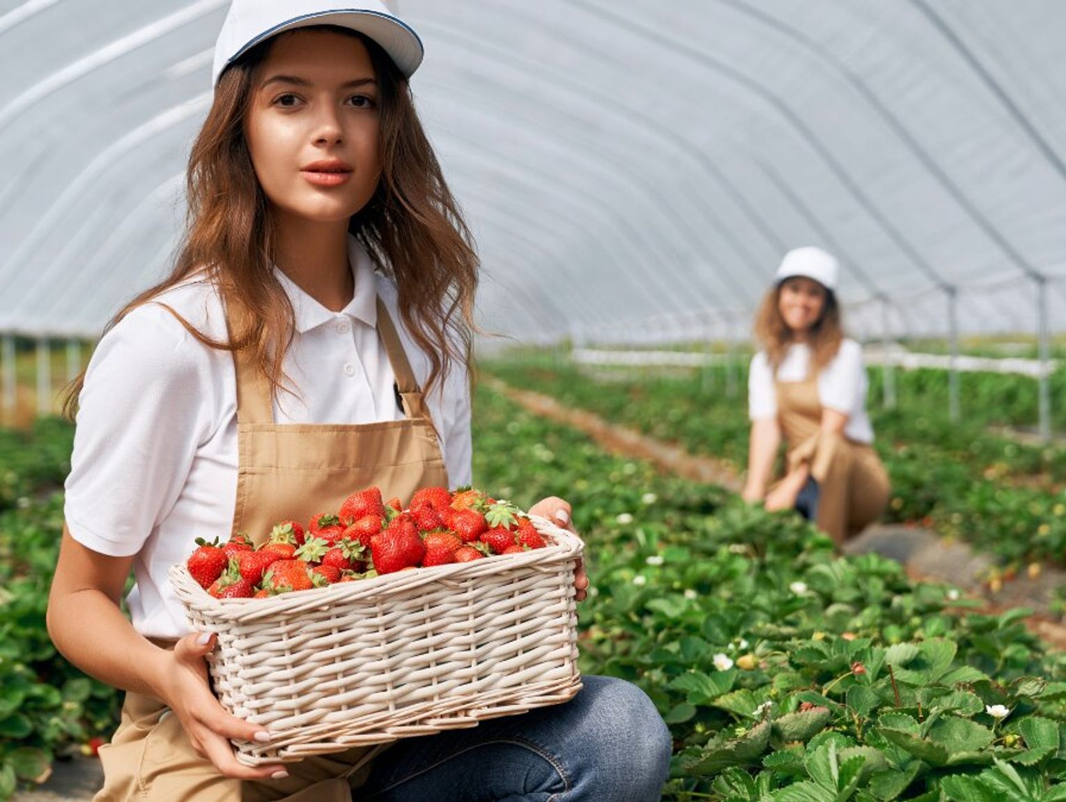 Pierwsze polskie truskawki już są