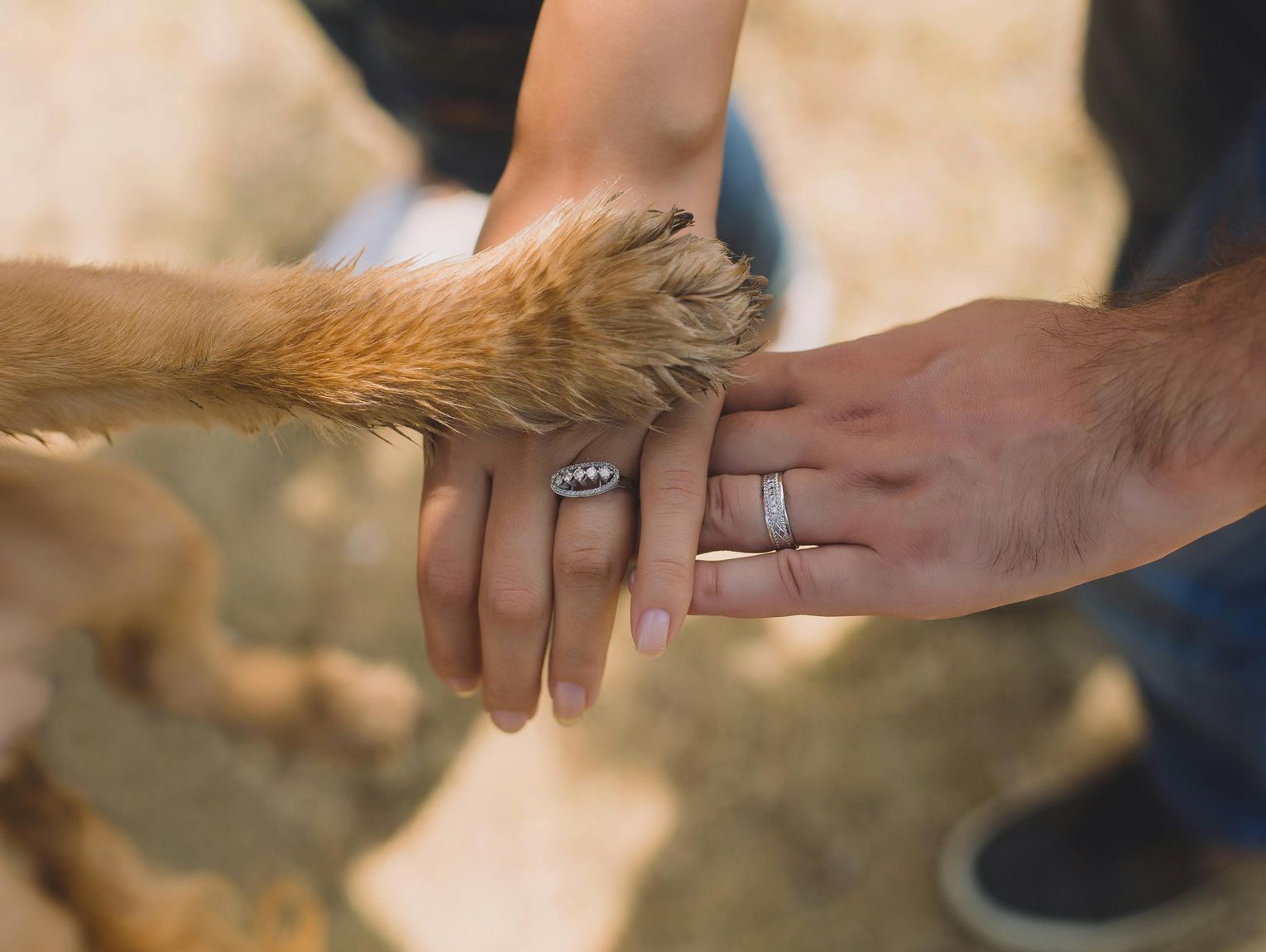 Platerów: gmina sfinansuje sterylizację i czipowanie zwierząt