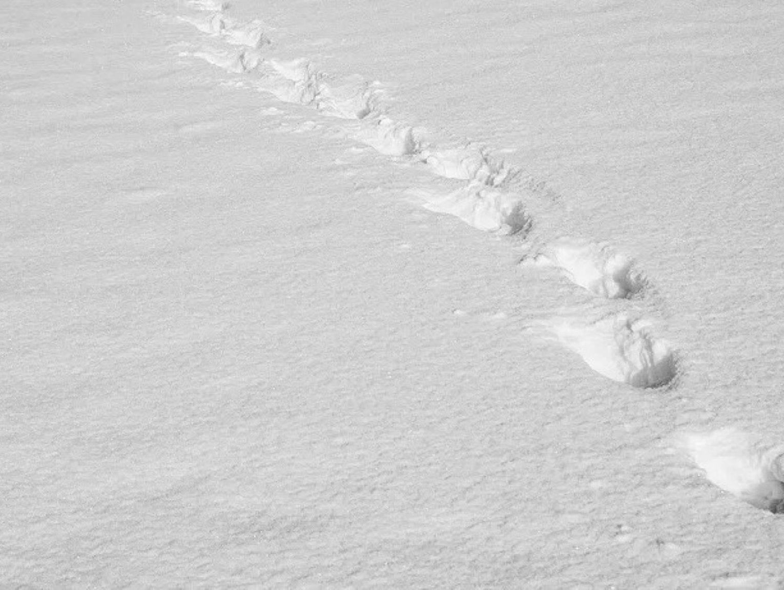 Po kolizji uciekł w pole. Policja wytropiła go po śladach