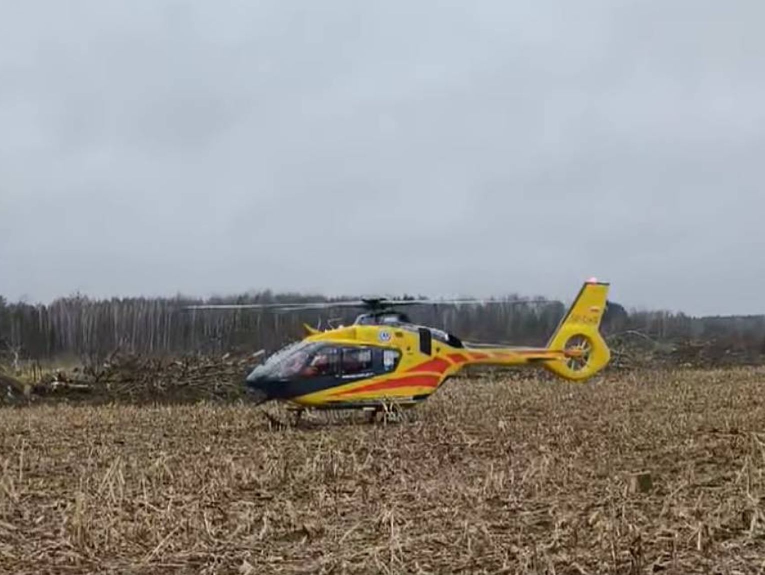 Lubelskie. Podczas wycinki upadające drzewo uderzyło mężczyznę [FILM]