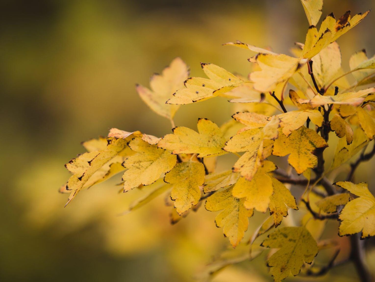 Pogoda na poniedziałek. Sprawdź, jaka będzie aura