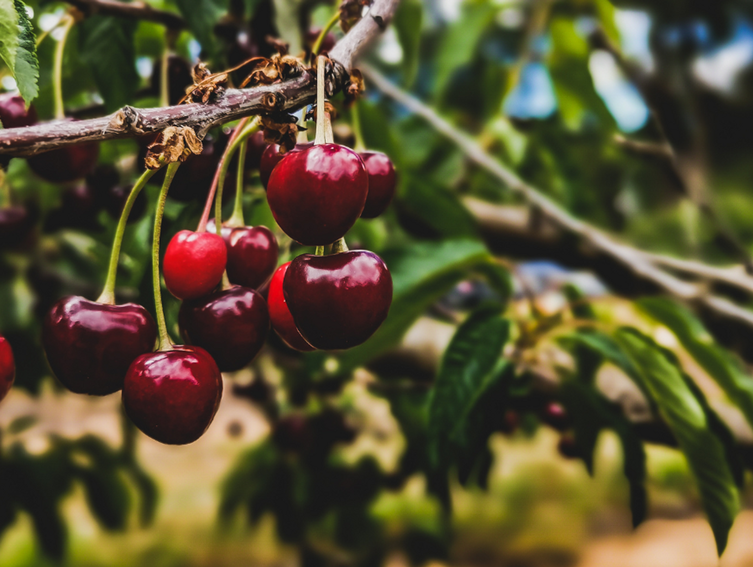 Polskie czereśnie są gorsze od hiszpańskich i greckich
