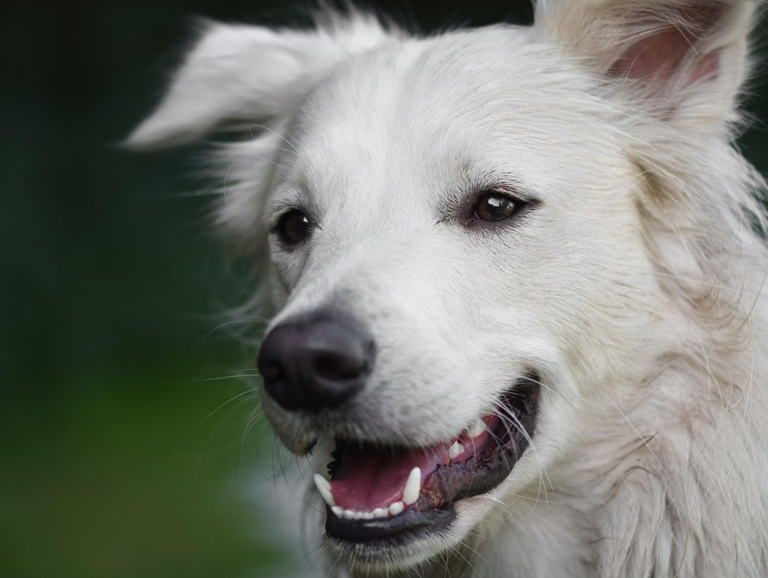 Powiat bialski. Co się stanie z bezdomnymi psami?