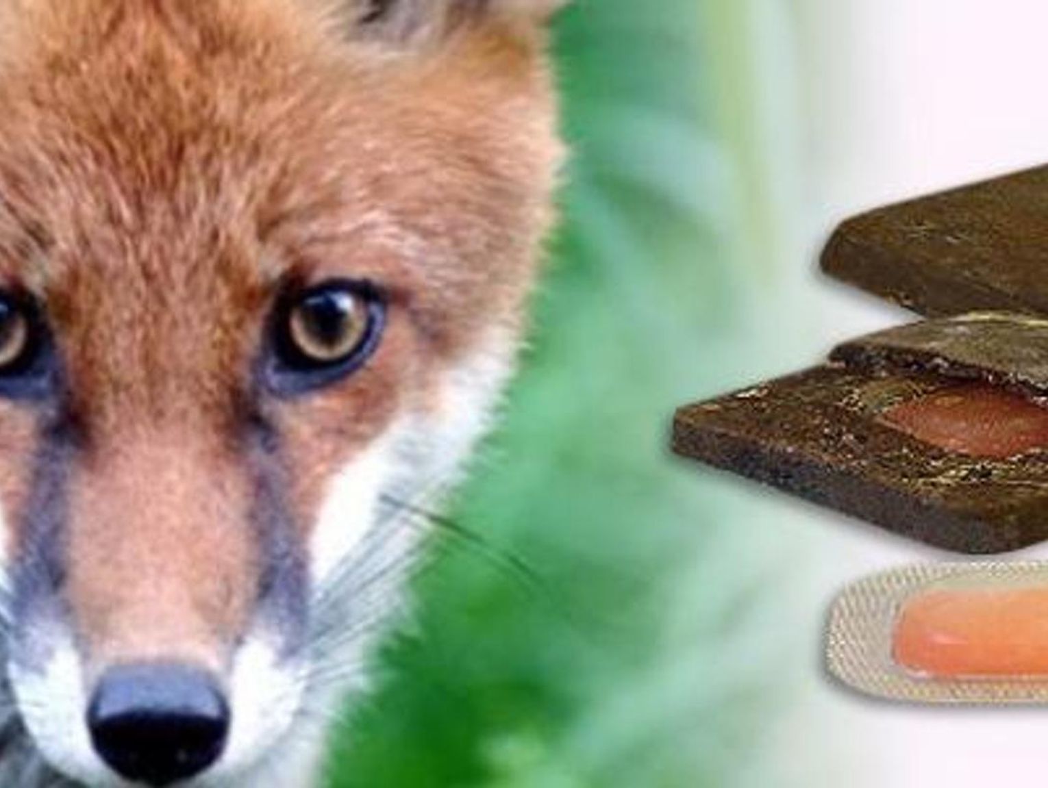 Powiat łosicki. Będą szczepić lisy