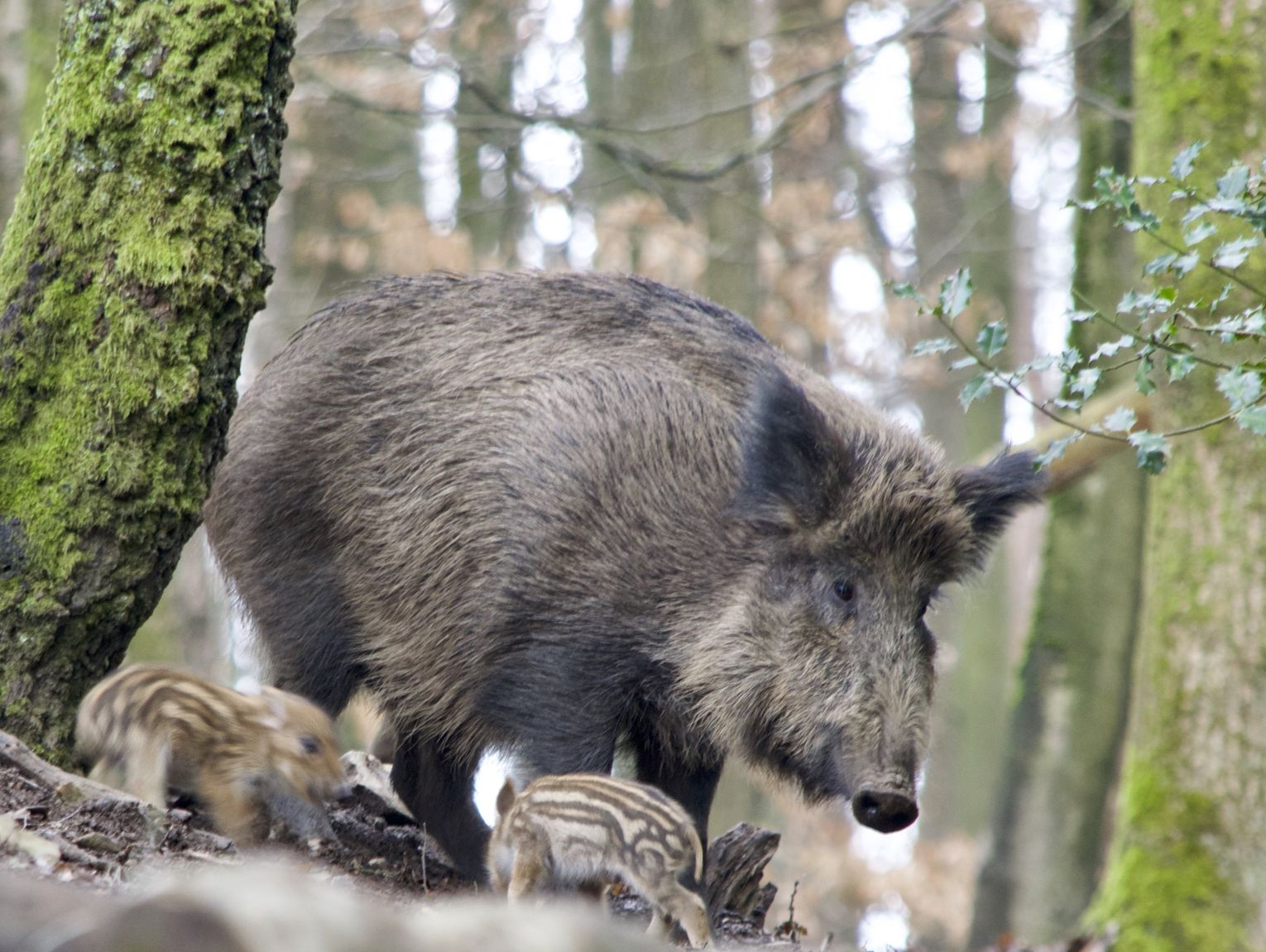Powiat parczewski walczy z ASF. Służby szukają padłych zwierząt