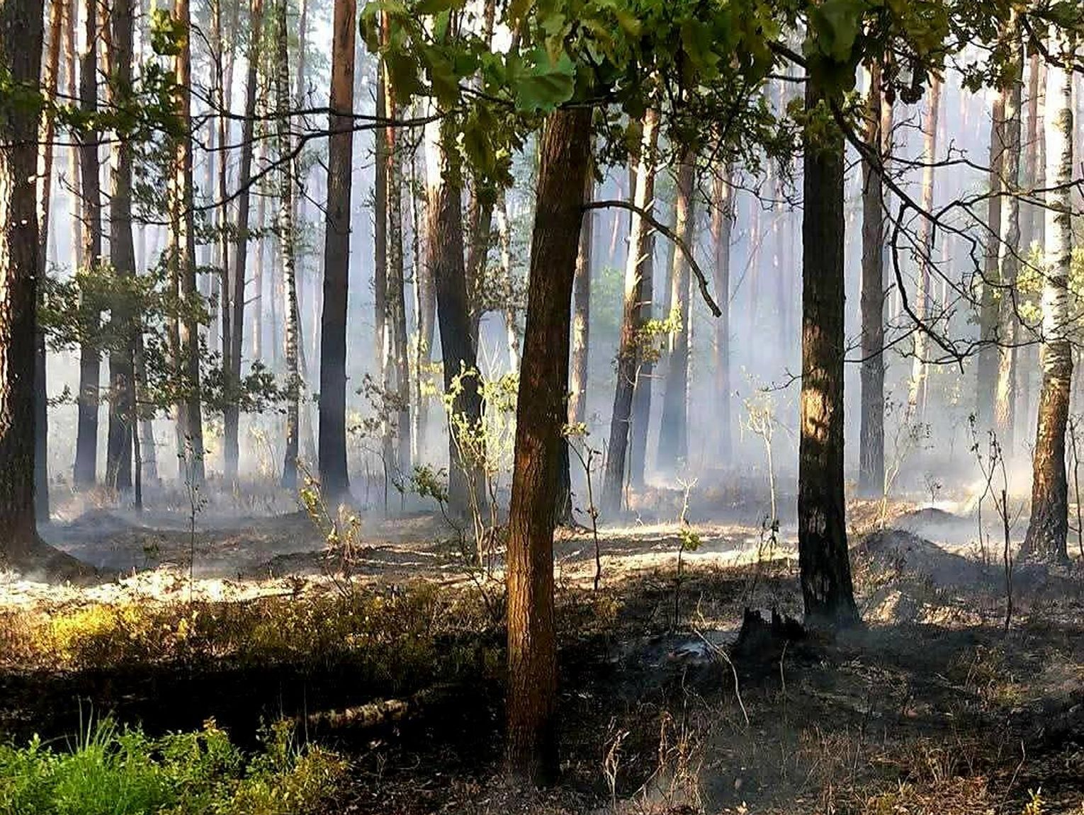 Pożar w Ultrówce. Paliły się ponad 2 ha lasu