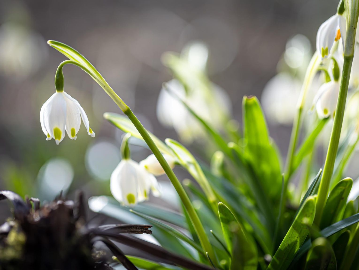 Prognoza pogody na pierwszy weekend kalendarzowej wiosny